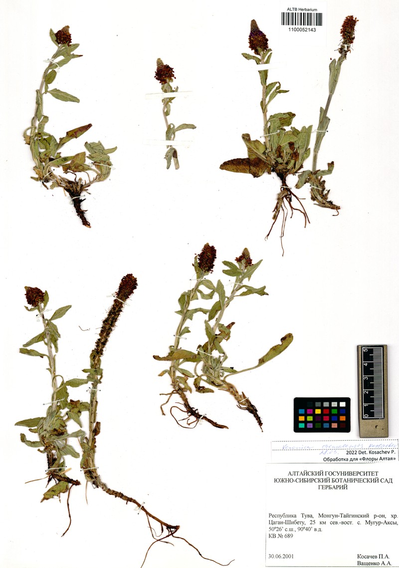 Veronica × czemalensis photo 4