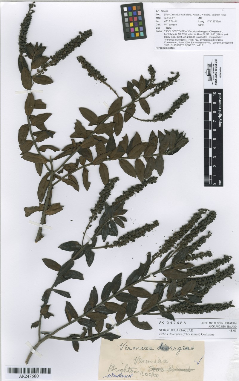 Veronica × divergens