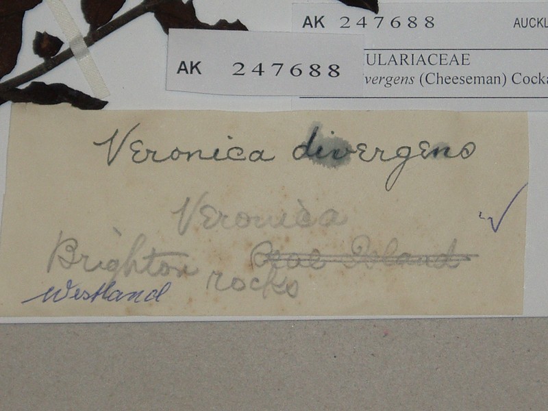 Veronica × divergens photo 3