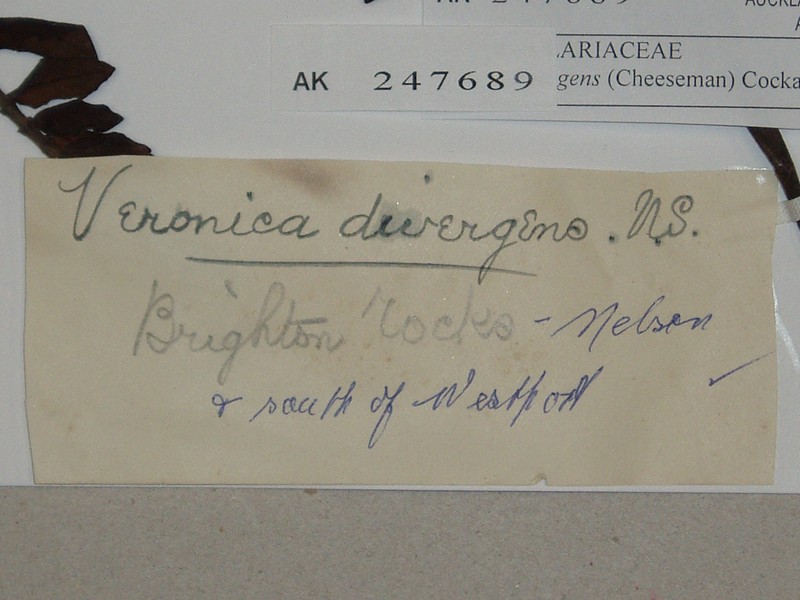 Veronica × divergens photo 5