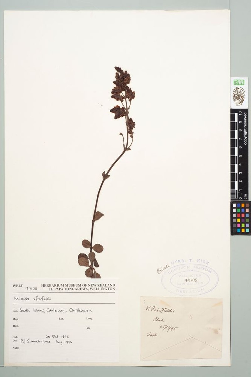 Veronica × fairfieldii photo 2
