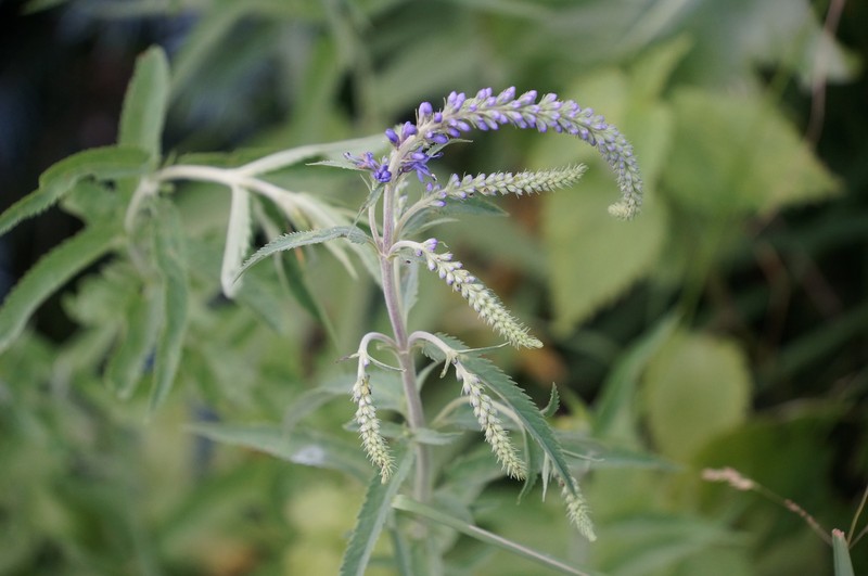 Veronica × grisea