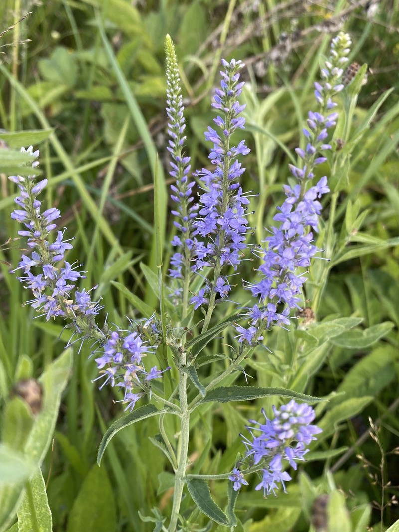 Veronica × grisea photo 2