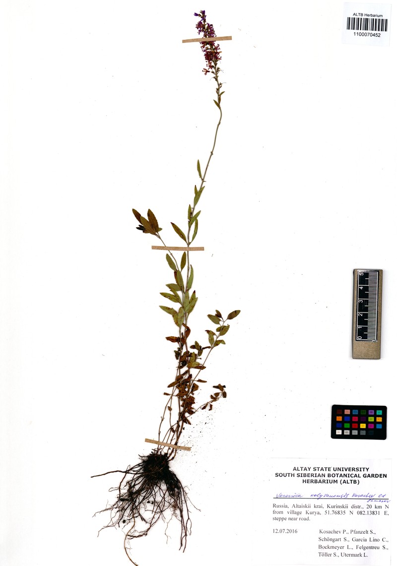 Veronica × kolyvanensis photo 2
