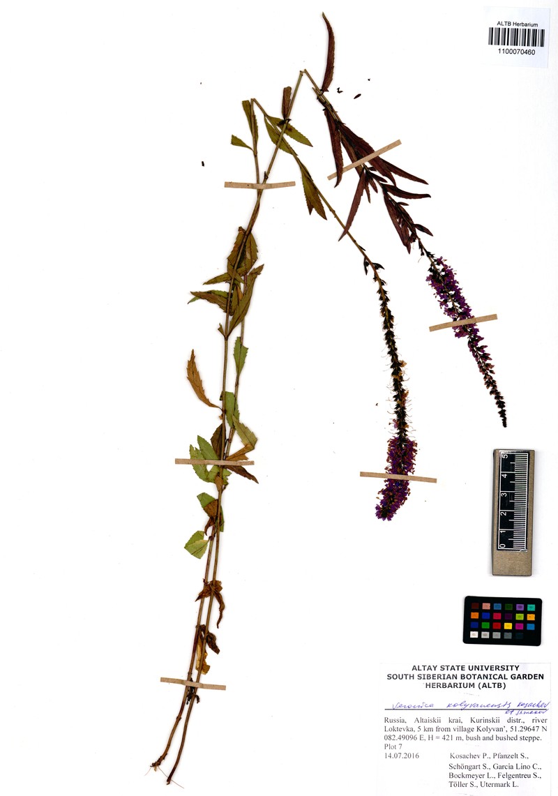Veronica × kolyvanensis photo 3