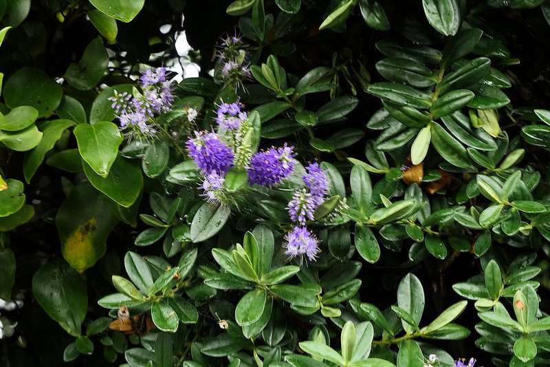 Veronica × lewisii photo 3