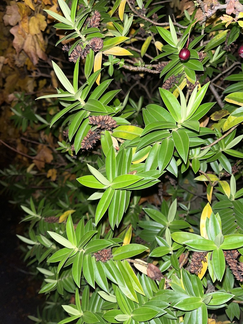 Veronica × lewisii photo 4