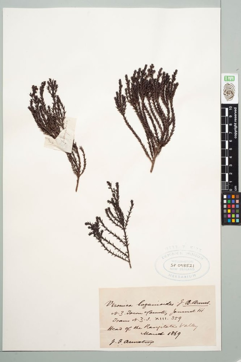 Veronica × loganioides