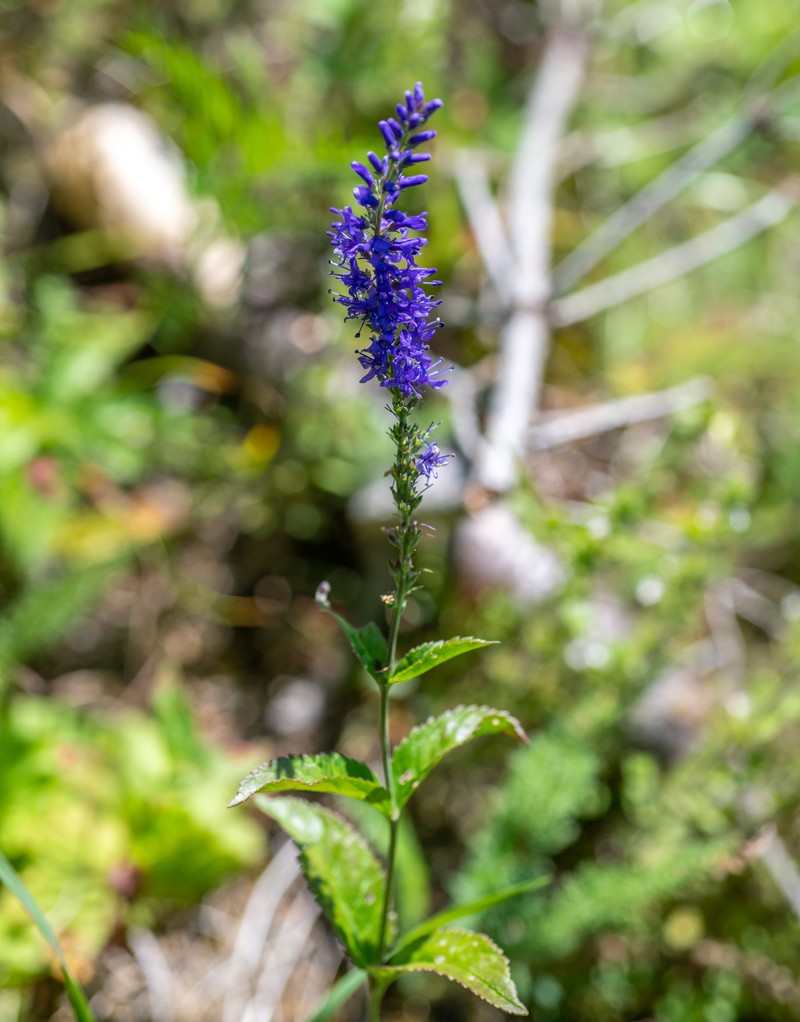 Veronica × schmakovii