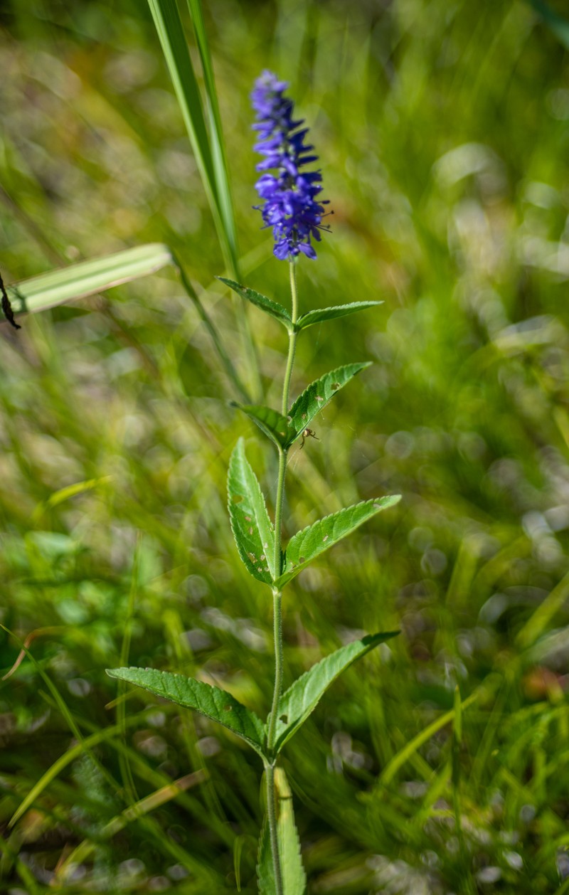 Veronica × schmakovii photo 2