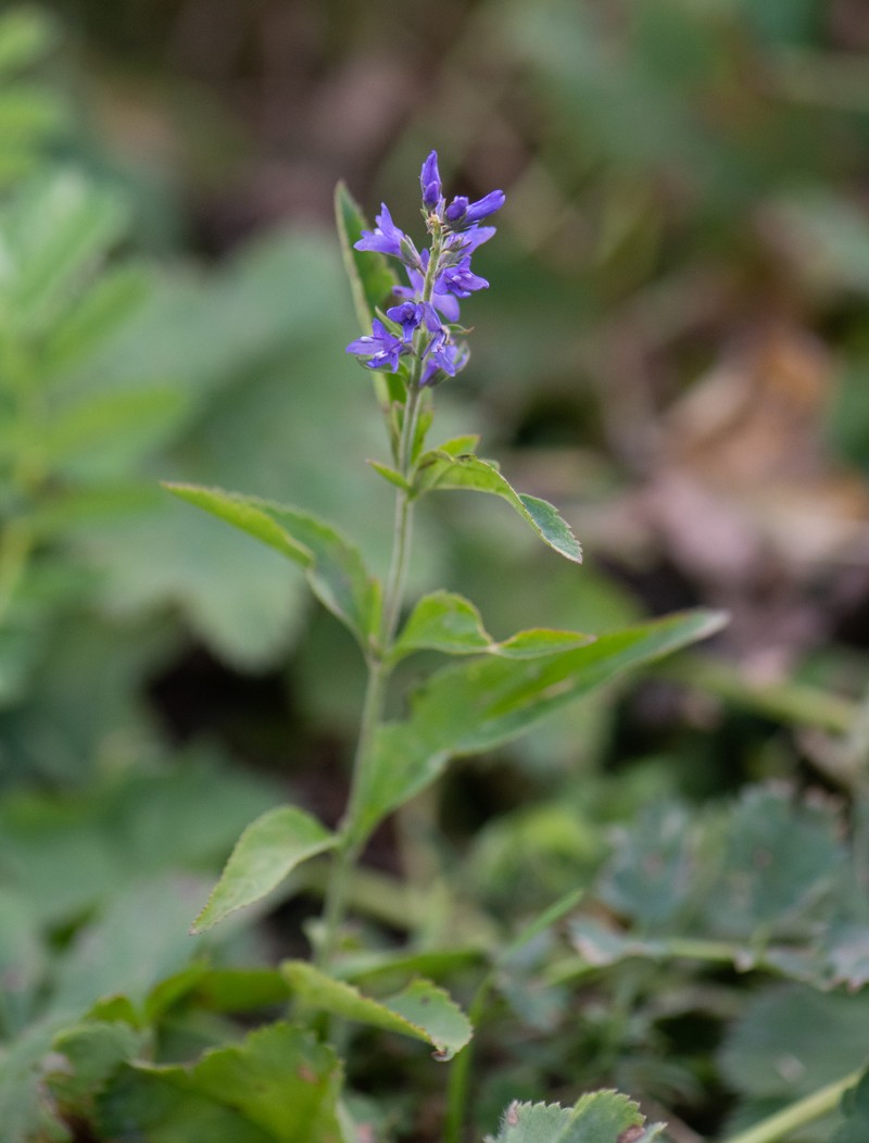Veronica × schmakovii photo 3