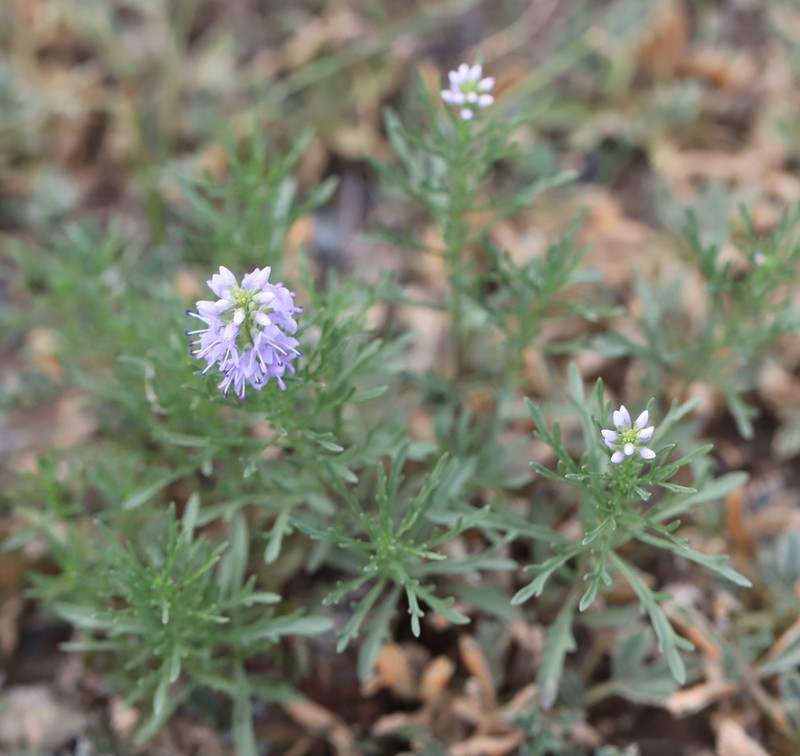 Veronica × sessiliflora