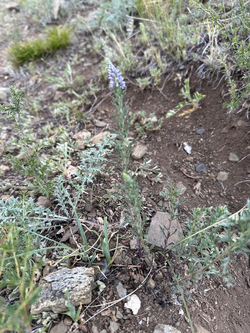 Veronica × sessiliflora photo 4