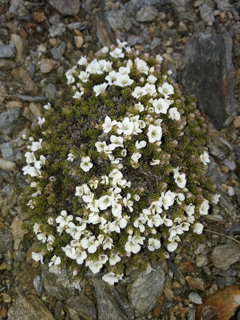Veronica × uniflora photo 2