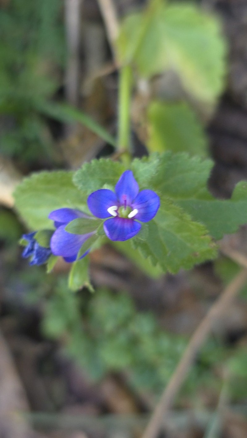 Veronica abyssinica photo 2