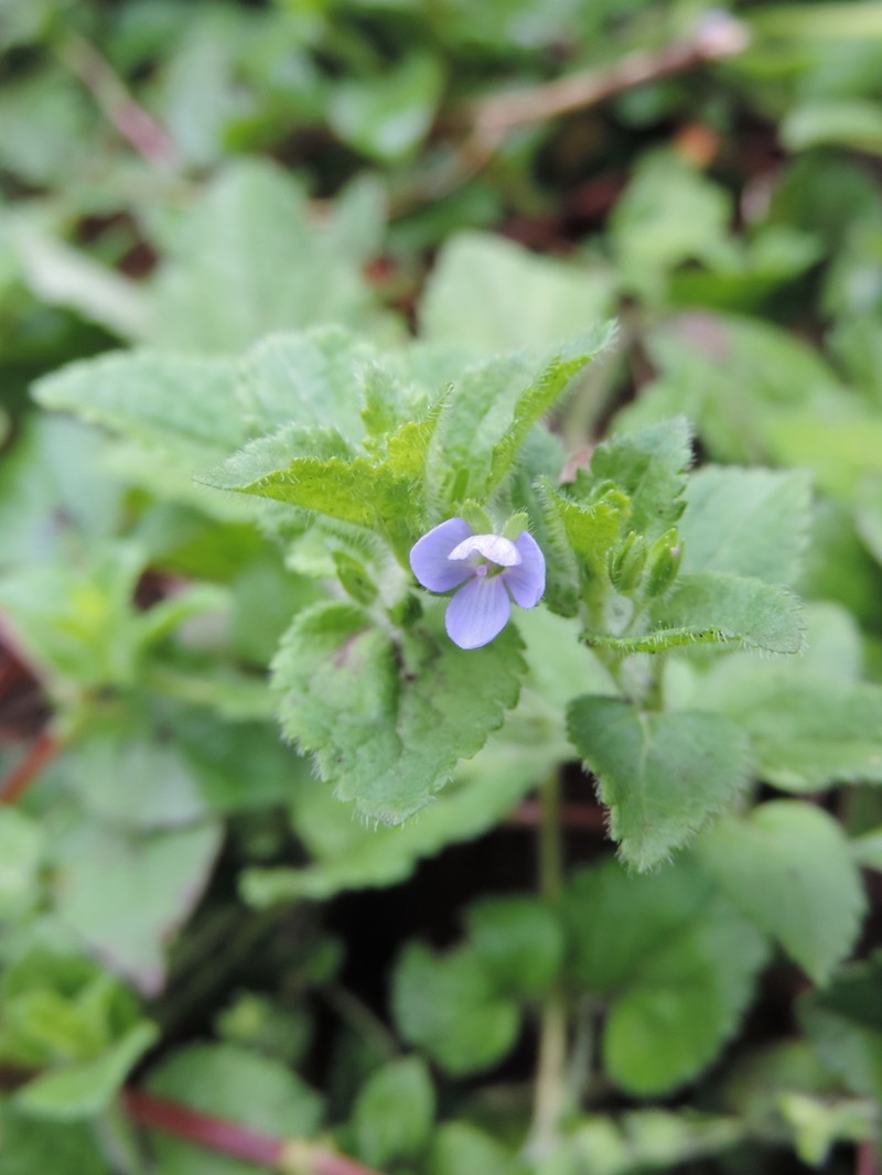 Veronica abyssinica photo 3