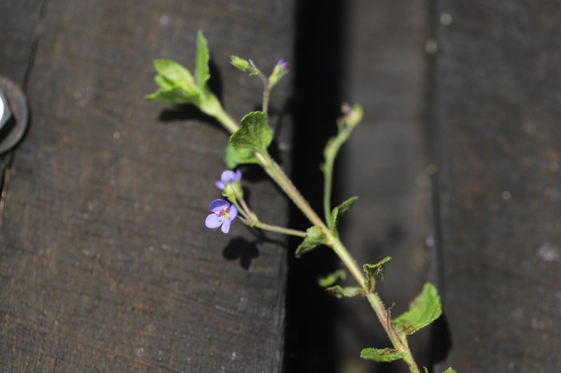 Veronica abyssinica photo 4
