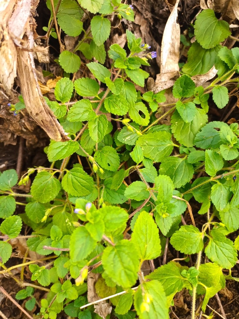 Veronica abyssinica photo 5