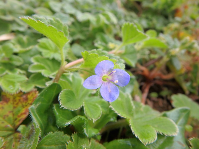 Veronica abyssinica photo 6