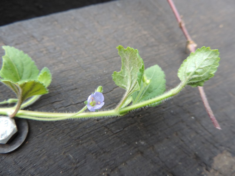 Veronica abyssinica photo 7