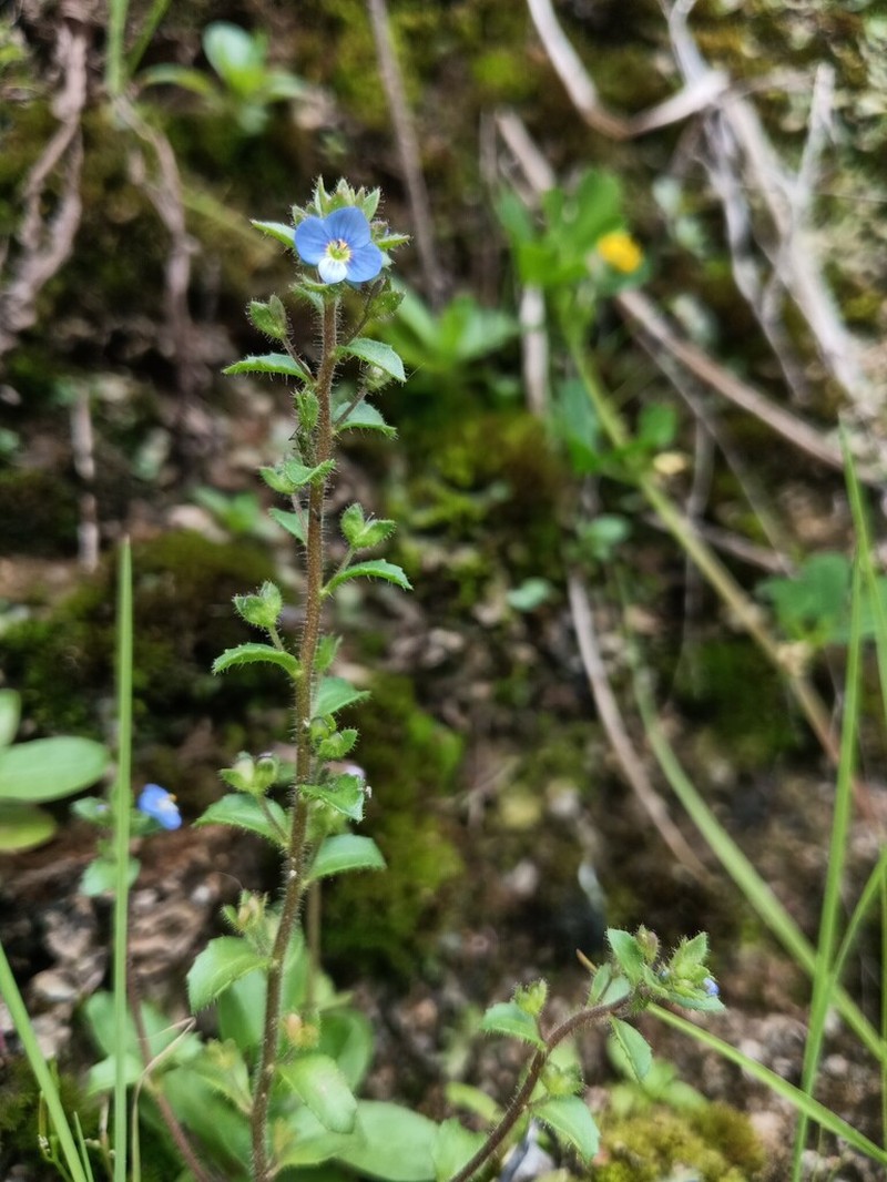 Veronica acinifolia photo 2