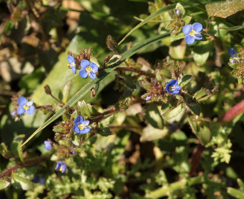 Veronica acinifolia photo 3