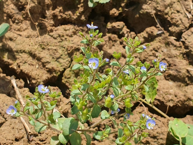 Veronica acinifolia photo 4