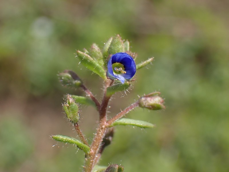 Veronica acinifolia photo 5