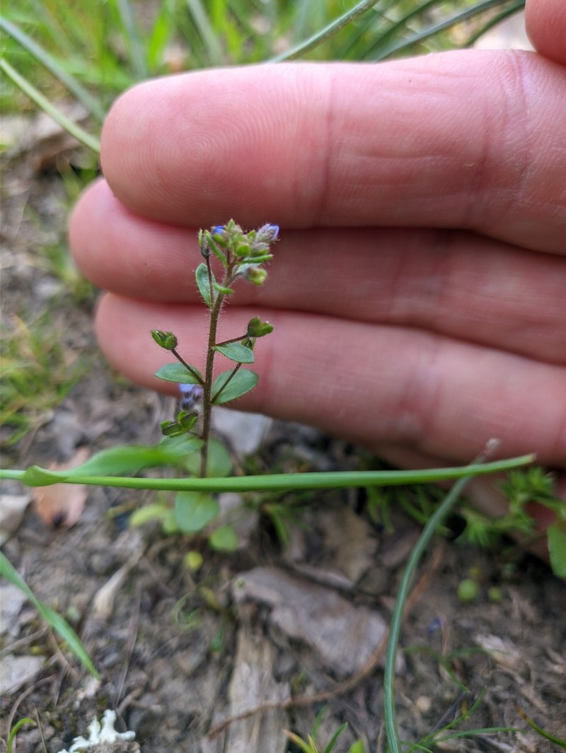 Veronica acinifolia photo 6