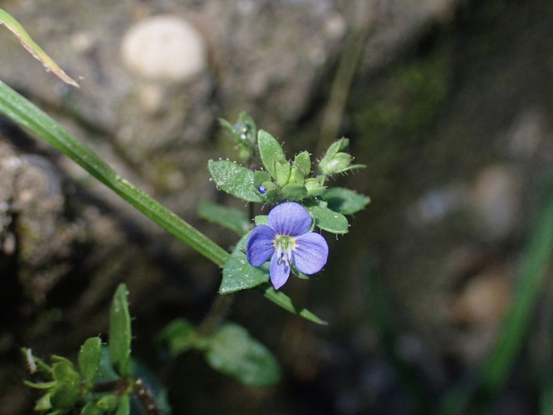 Veronica acinifolia photo 7