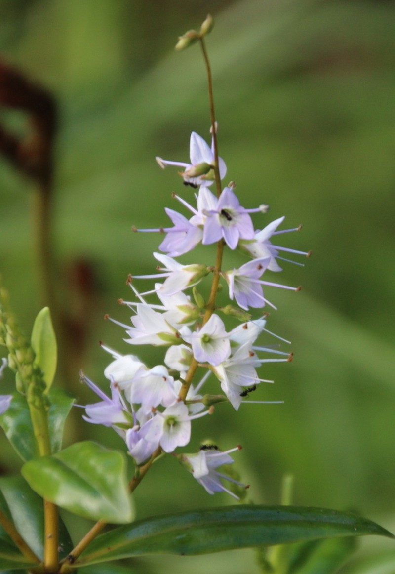 Veronica adamsii photo 6