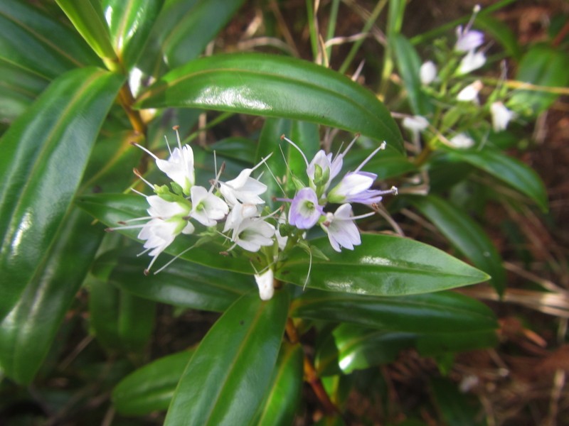 Veronica adamsii photo 7