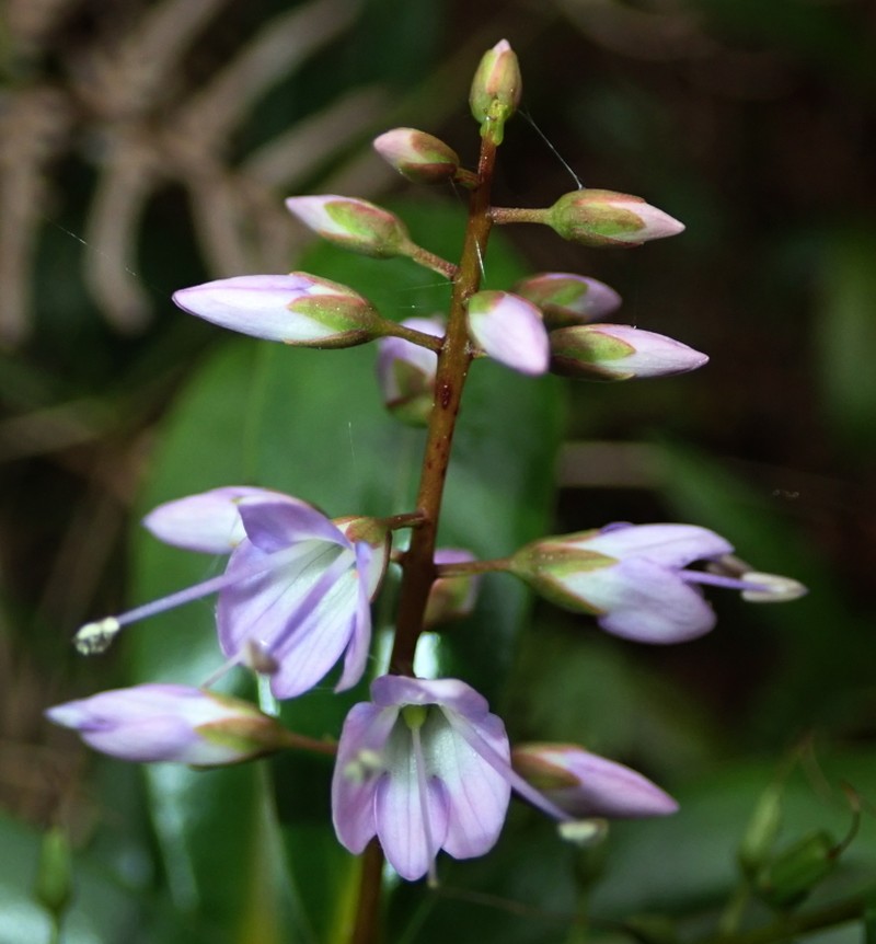 Veronica adamsii photo 8