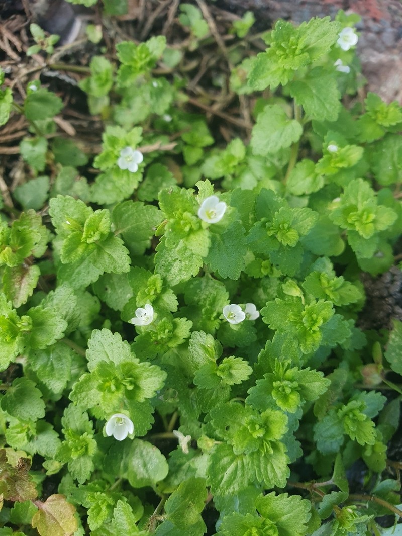 Green Field Speedwell photo 4