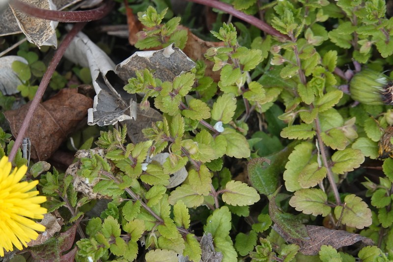 Green Field Speedwell photo 5