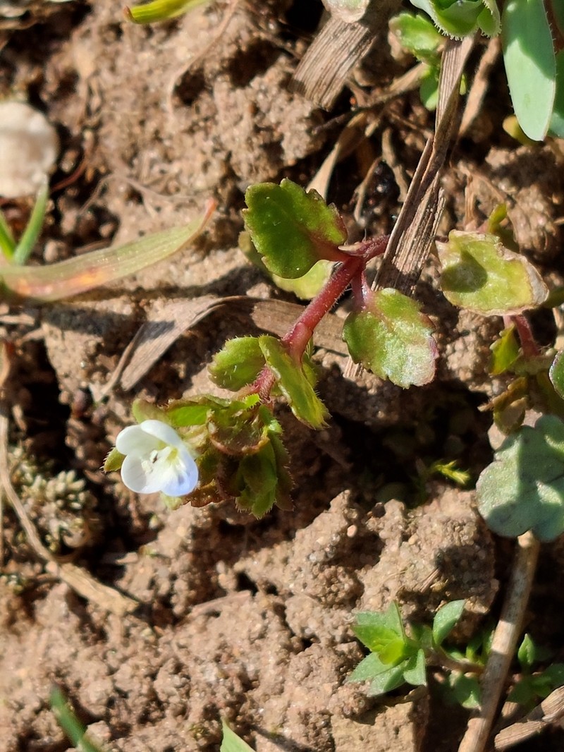 Green Field Speedwell photo 6