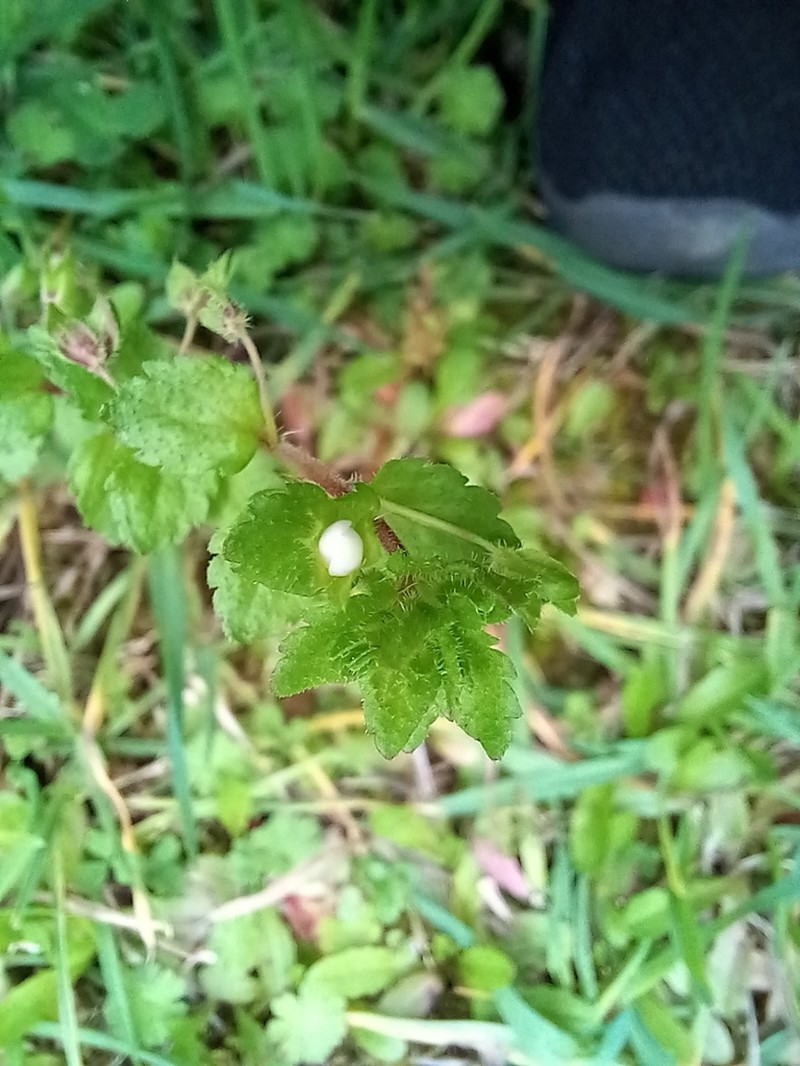 Green Field Speedwell photo 7
