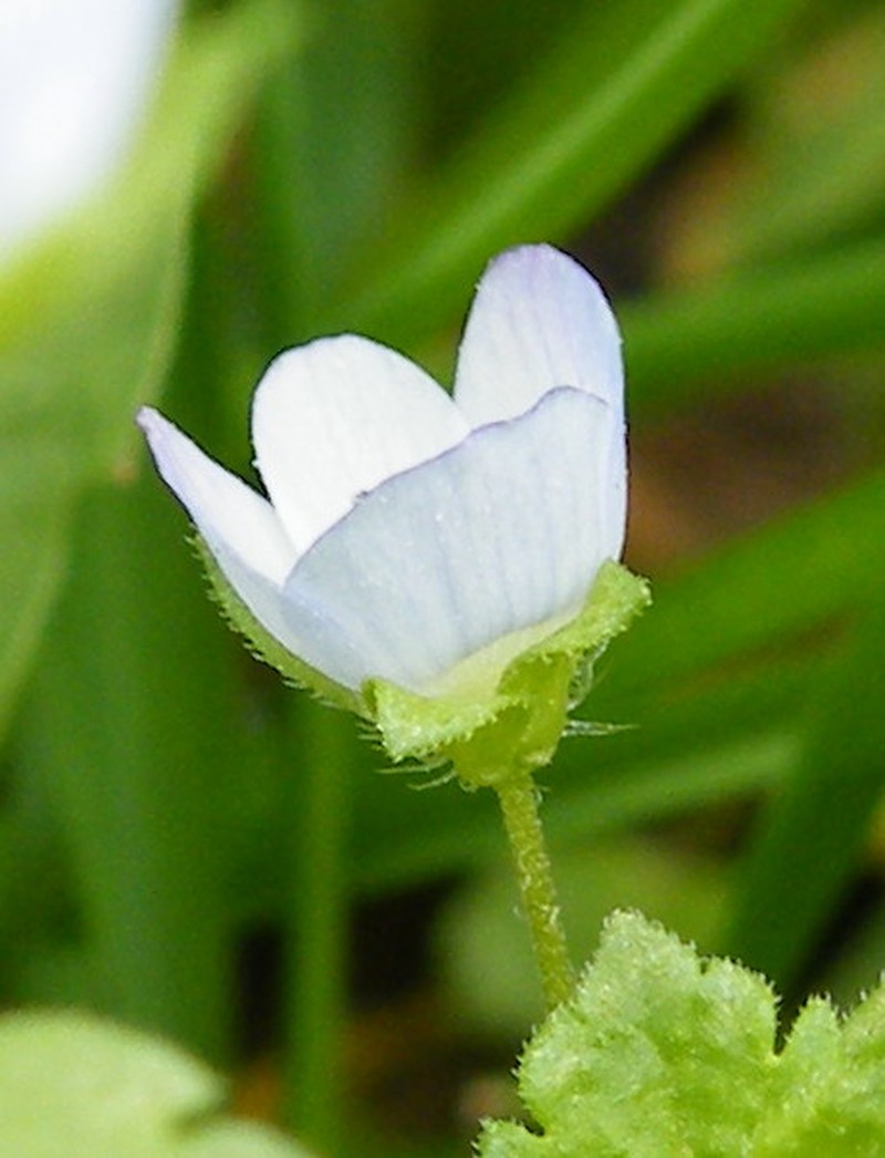 Green Field Speedwell photo 2