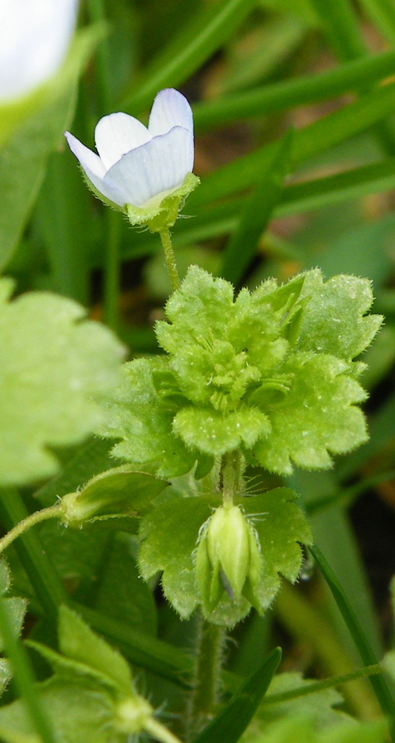 Green Field Speedwell photo 3