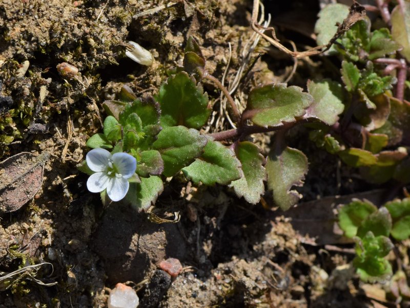 Green Field Speedwell