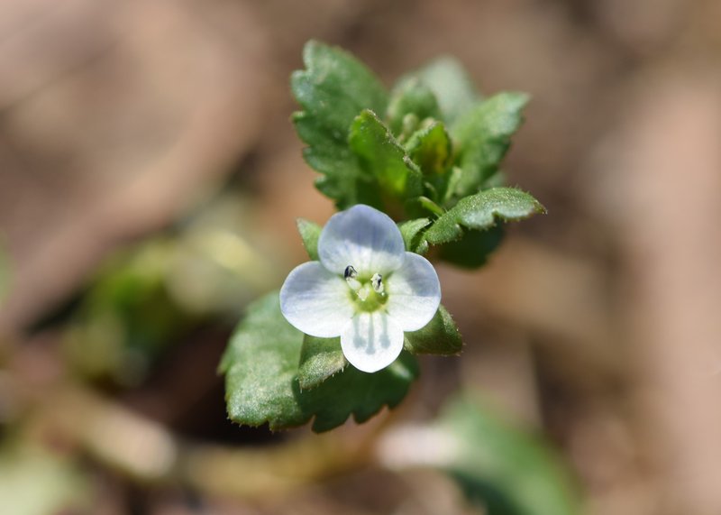 Green Field Speedwell photo 7