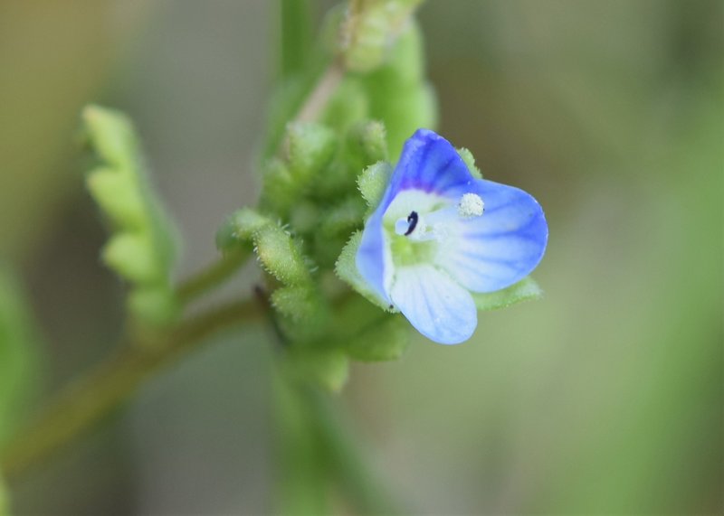 Green Field Speedwell photo 8