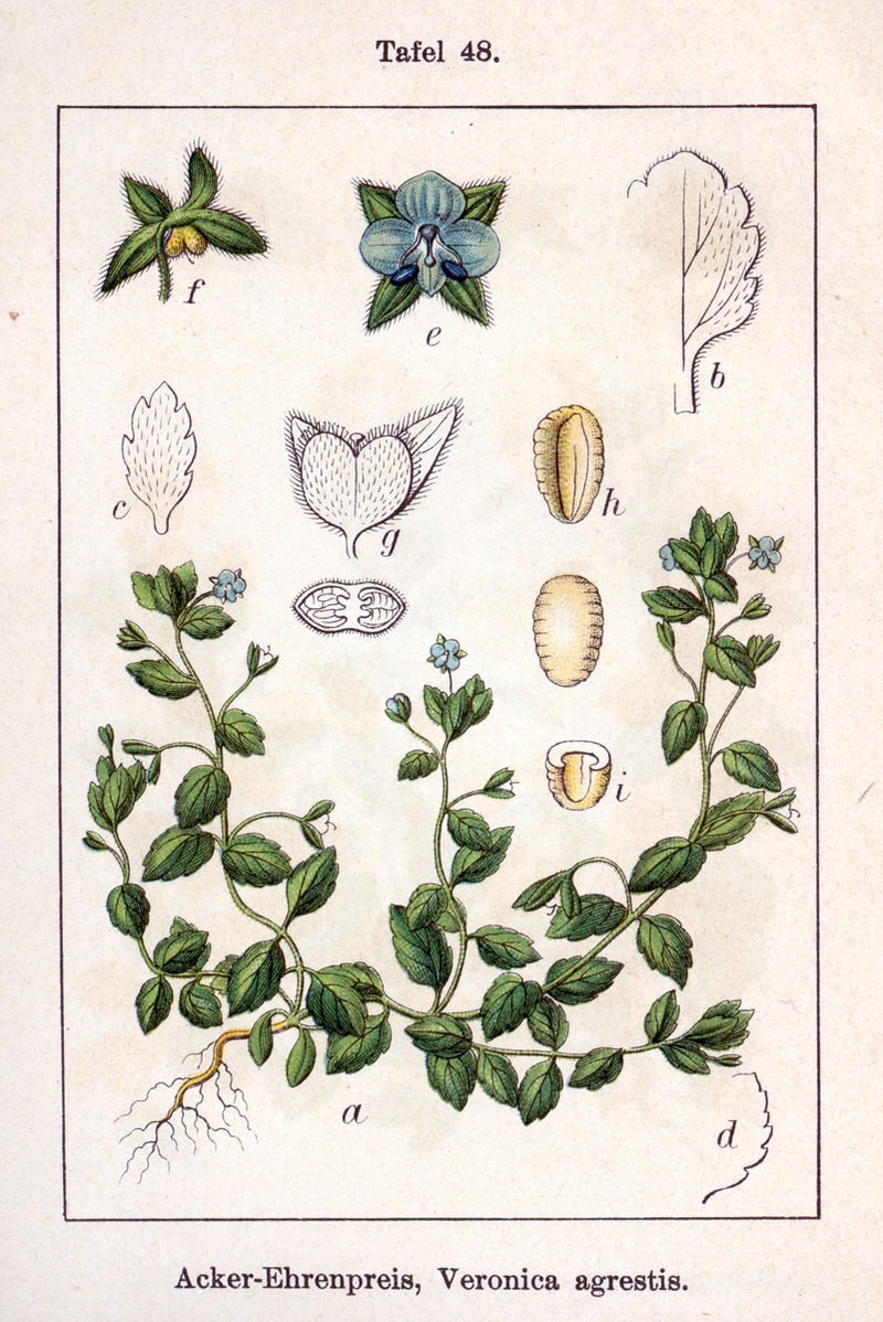 Green Field Speedwell photo 4
