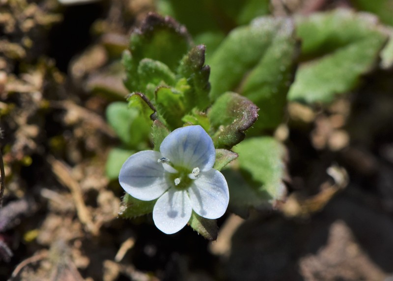 Green Field Speedwell photo 5