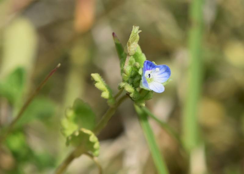 Green Field Speedwell photo 6