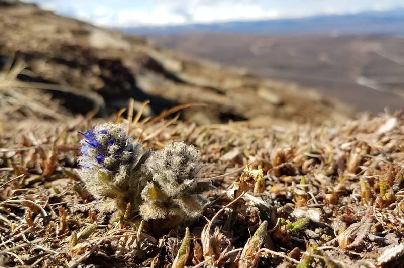 Northern Kittentails