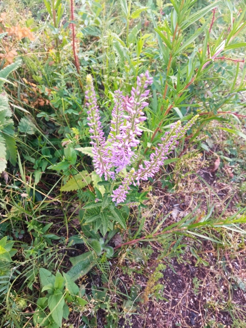 Veronica alatavica photo 2