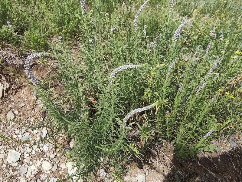 Veronica alatavica photo 3