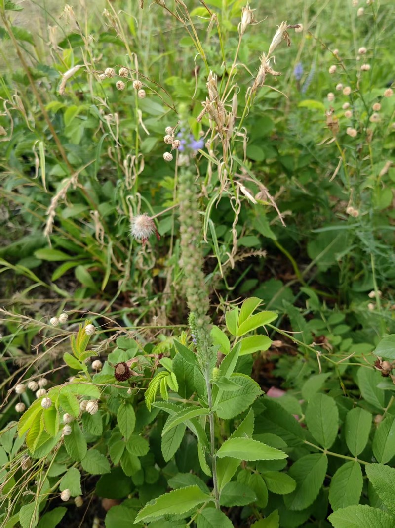 Veronica alatavica photo 5