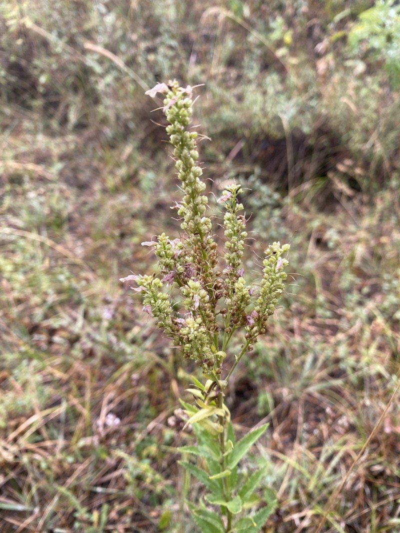 Veronica alatavica photo 6